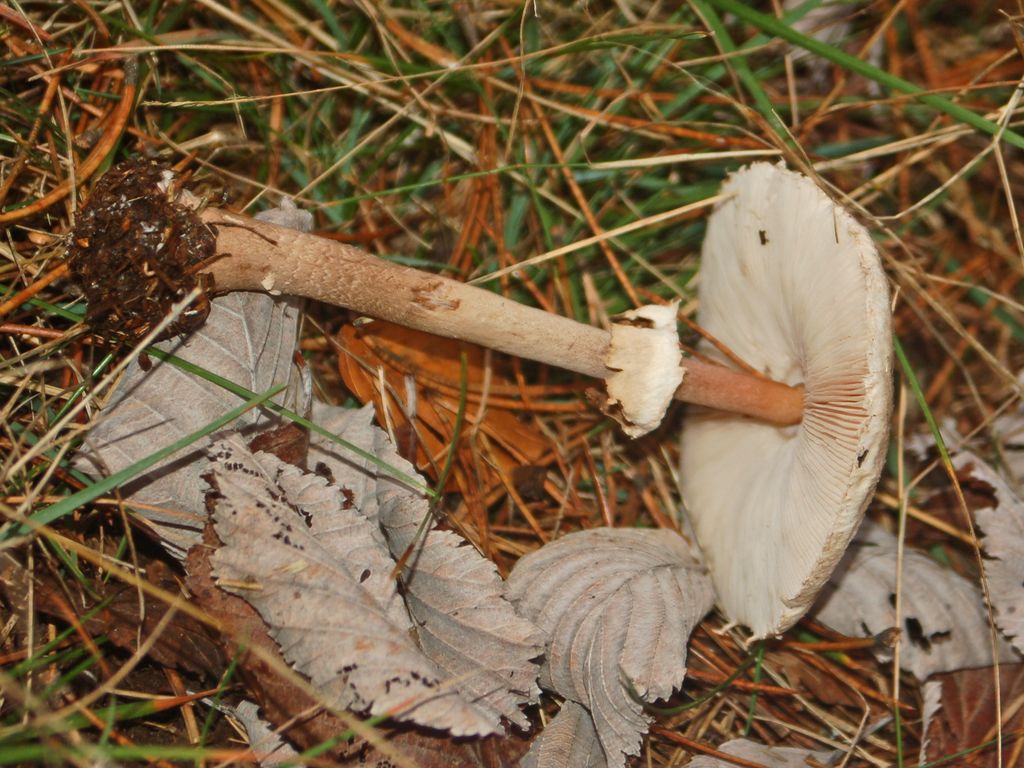 Che sia un''Amanita? (Cfr. Macrolepiota sp.)